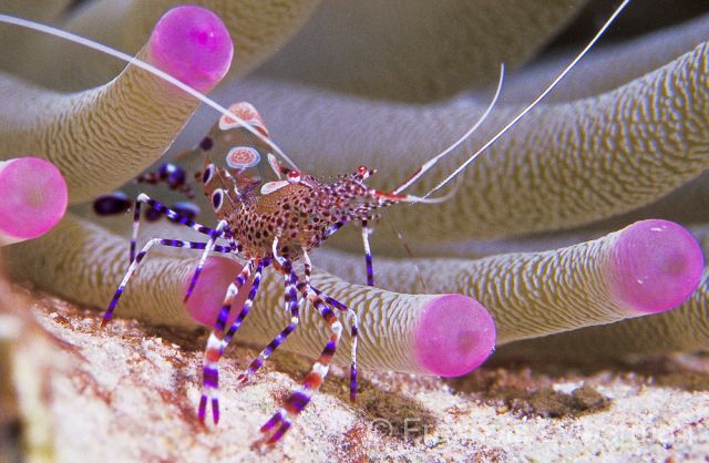 Anemon shrimp, Bonaire