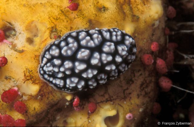 Nudibranch Phyllidiella pustulosa