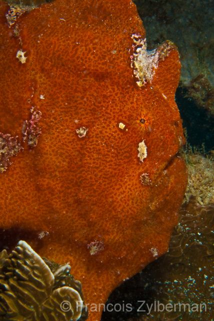 Orange frogfish