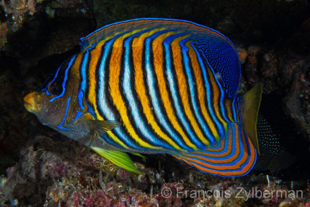 Beautiful duke angelfish