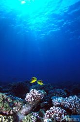 Tuamotu islands