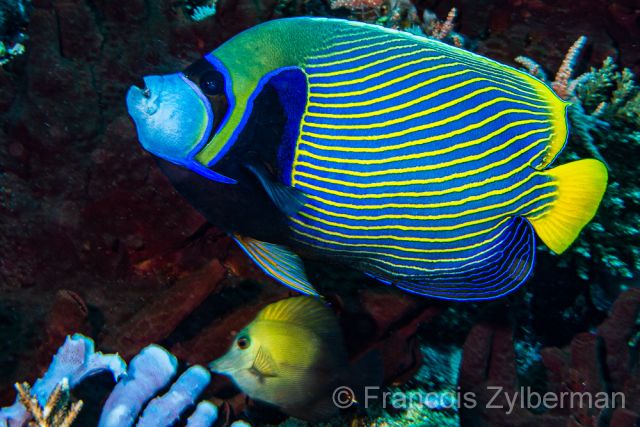 Imperator angelfish