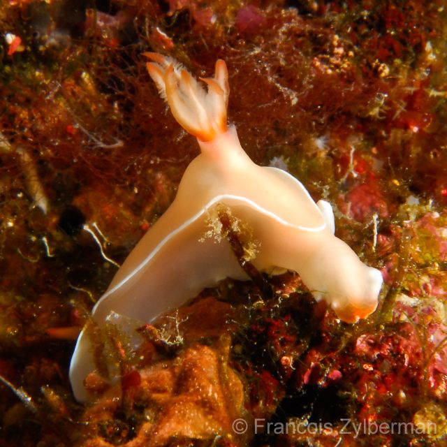 Nudibranch Hypselodoris bullockii