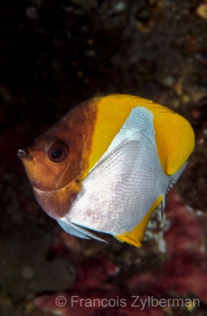 Pyramid Butterflyfish