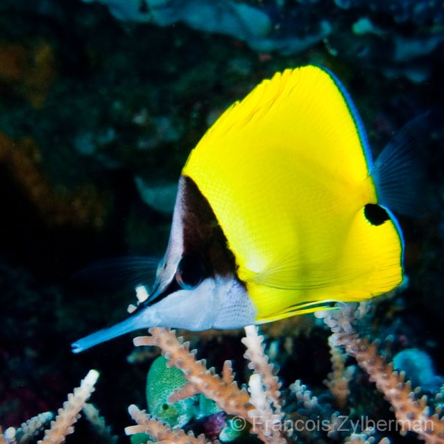 Longnose butterflyfish