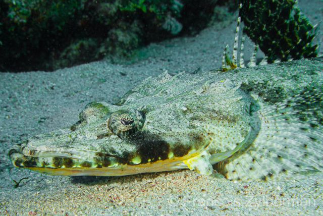 Tentacled flathead crocodile fish