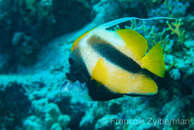 Red Sea bannerfish