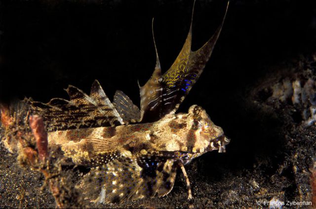 Fingered Dragonet