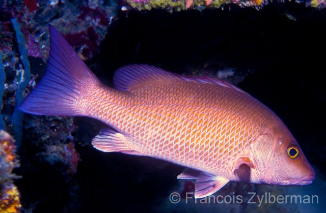 Blackfin red snapper