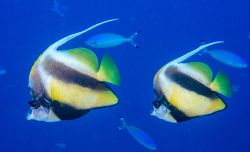Red Sea Checkerfish Couple