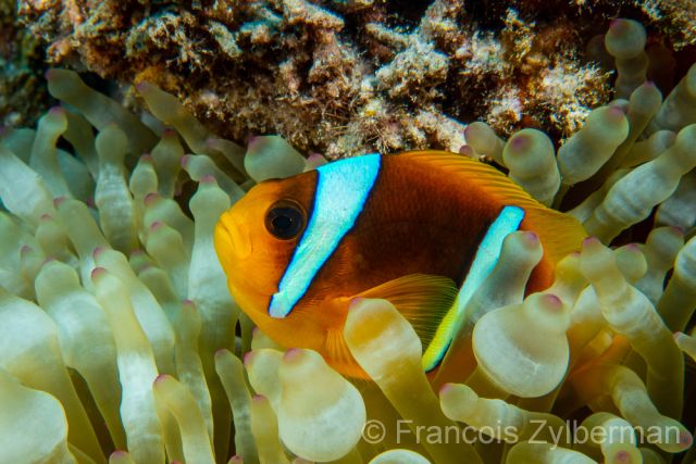 Red sea anemon fish
