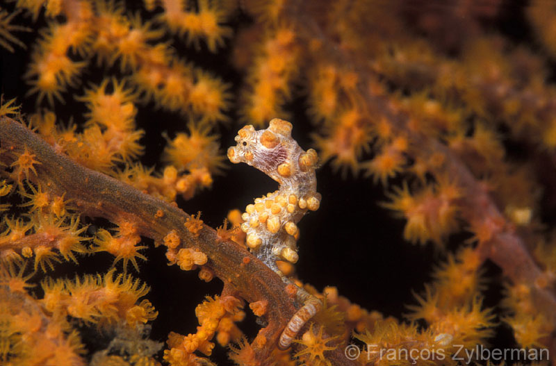 Pygmy seahorse in yellow gorgona