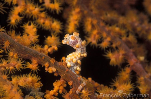 Pygmy seahorse in yellow gorgona