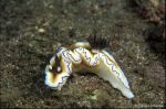 Nudibranch Glossodoris