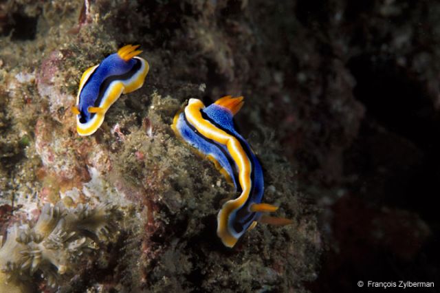 Nudibranchs Chromodoris annae