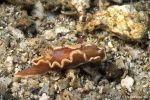Nudibranch Glossodoris rufomarginata