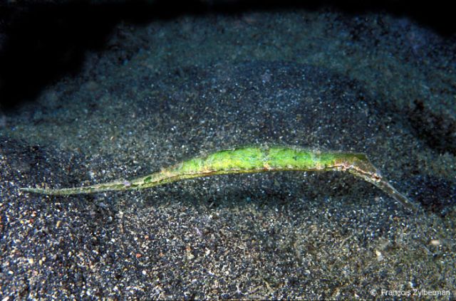 Alligator pipefish