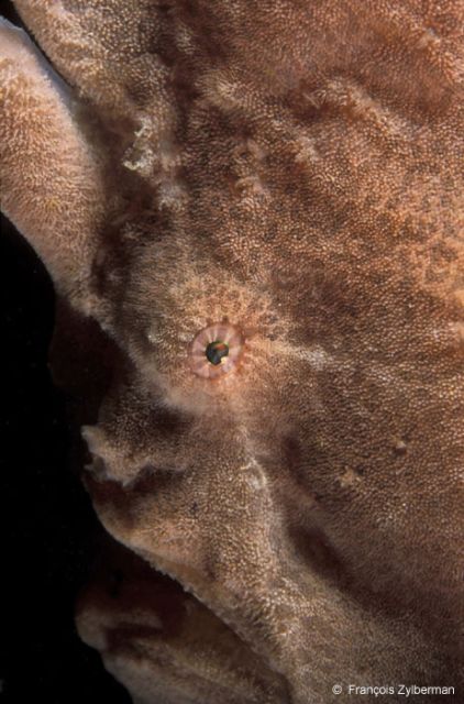 Giant frogfish