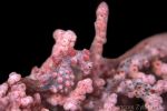 Pygmy seahorse in pink gorgona