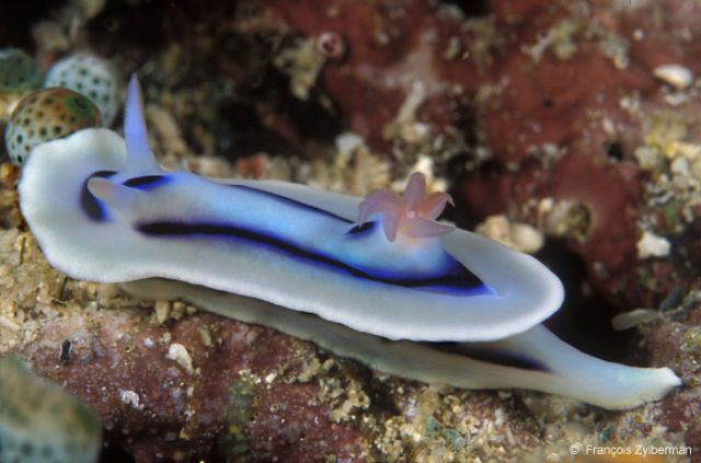 Nudibranch Chromodoris lochi