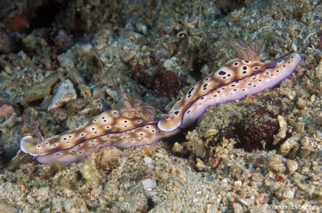 Nudibranchs Risbecia tryoni