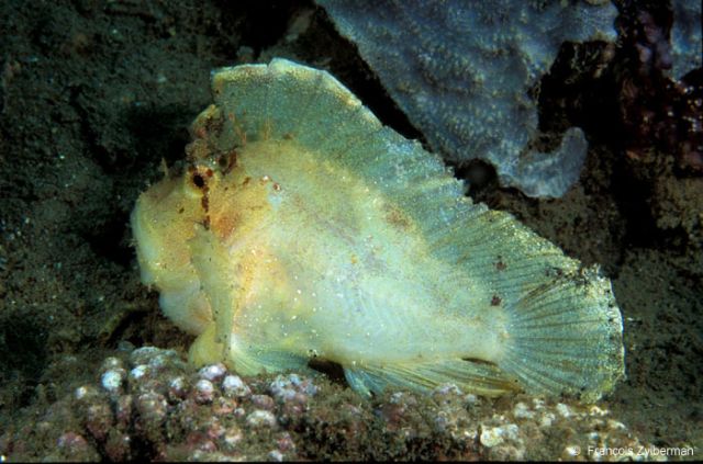 Yellow leaf scorpion fish