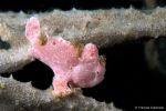 Juvenile pink frogfish