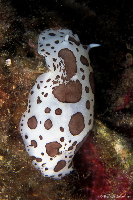 Dotted sea-slug
