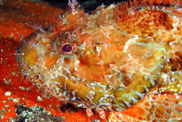 Big Scorpion fish