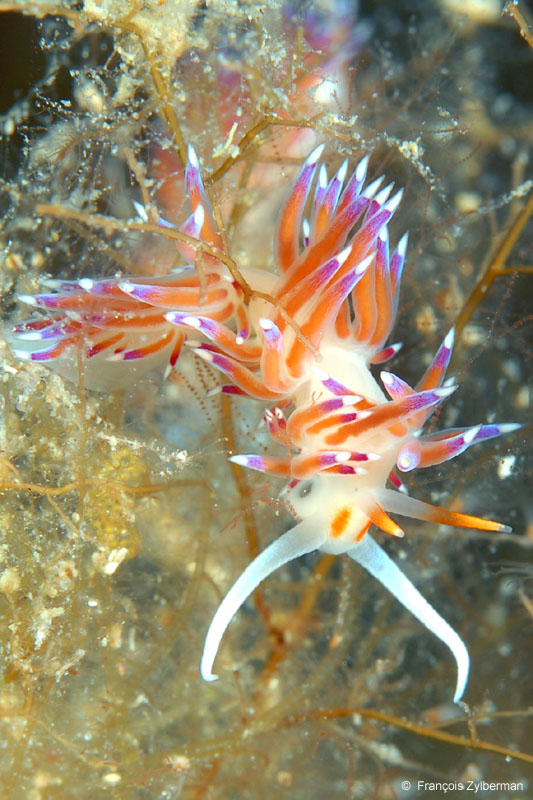 Nudibranch Flabellina Hervia