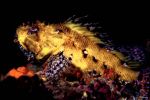 Yellow big scorpion fish