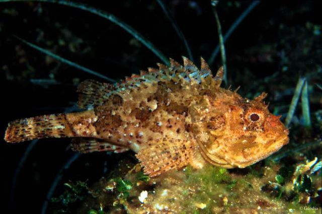 Brown scorpion fish