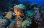 French Angelfish - Corals & anemon