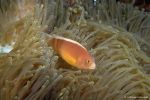 Anemon fish