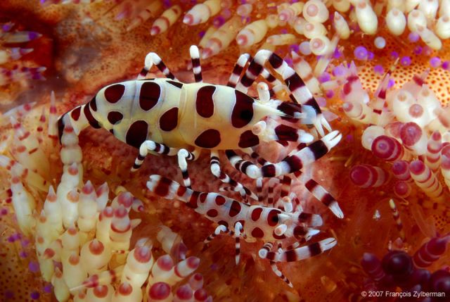 Periclimenes colemani shrimps in a fire urchin