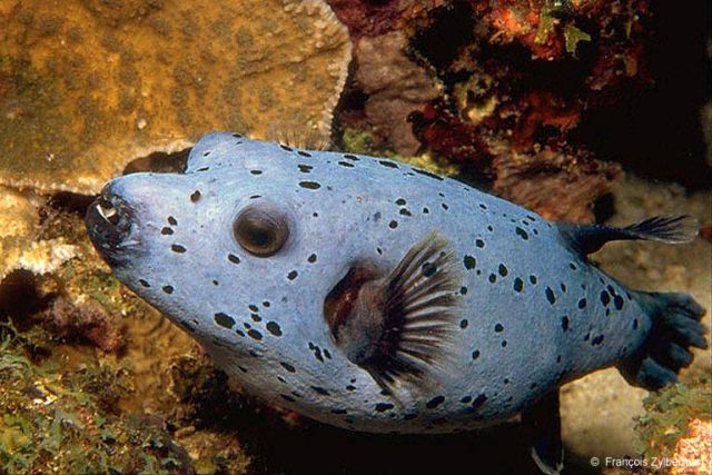 Black-spotted pufferfish