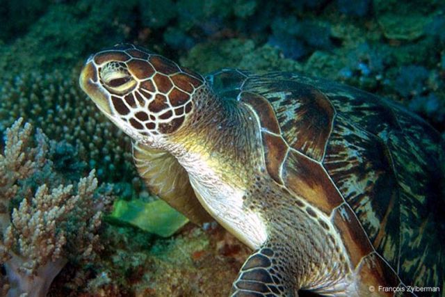 Green turtle