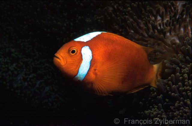 Anemon fish