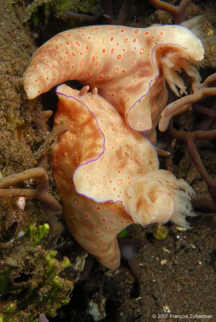 Nudibranchs Ceratosoma trilobatum