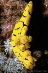 Nudibranch Notodoris minor