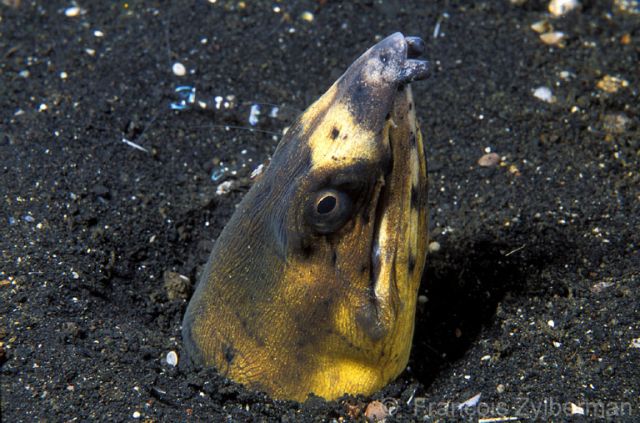 Eel in black sand