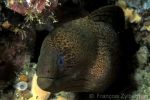 Java moray