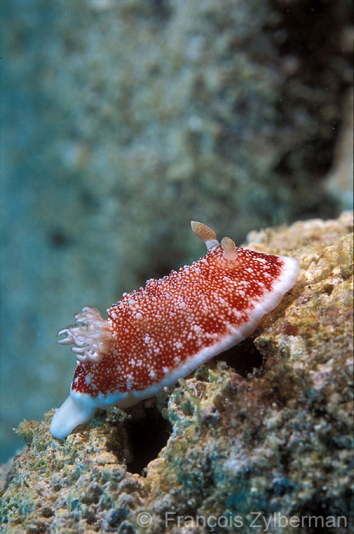 Nudibranch Chromodoris tinctoria
