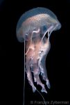Luminescent jellyfish