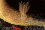 Hypselodoris picta gills