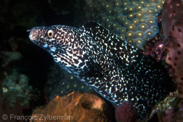 Spotted moray