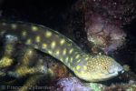 Spotted Eel