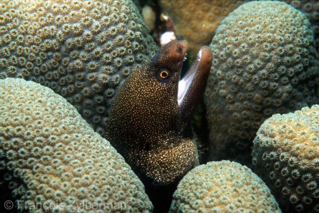 Goldentail moray