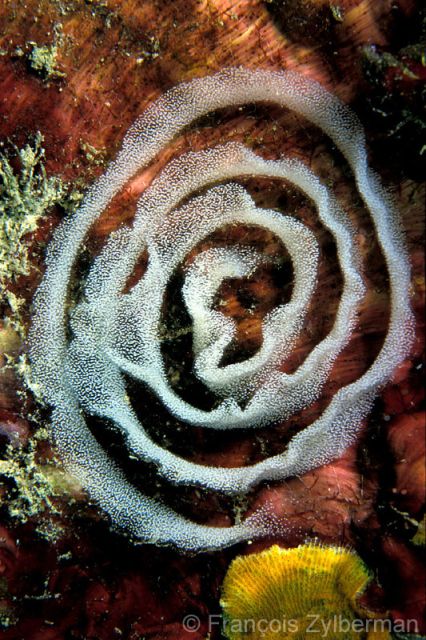 Nudibranch ruban eggs