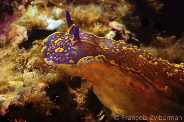 Nudibranche Hypselodoris picta